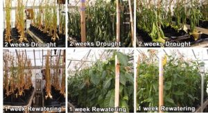 drought-resistant-plants
